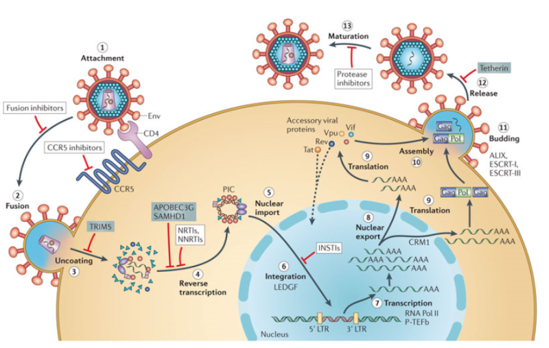 HIV의 Molecular biology, Infection prosess - Life cycle of HIV(Human ...