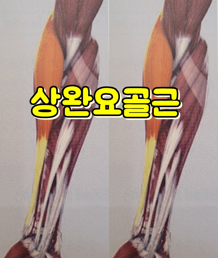  상완요골근 위치 및 통증, Brachioradialis BR