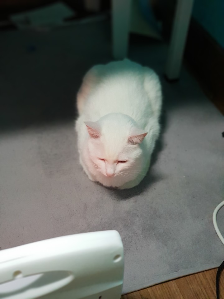  고양이 화장실 청소하는 방법에 대해서!