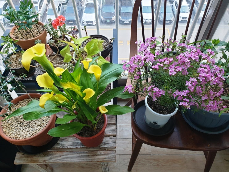  봄바람 살랑살랑ㅎㅎ꽃구경 & 달고나커피~