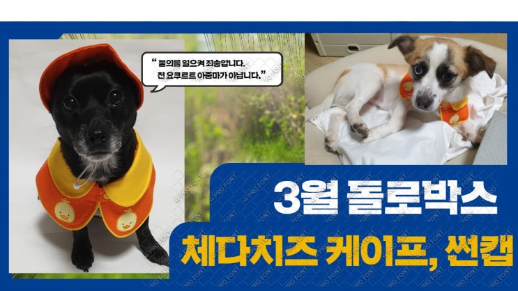 야쿠르트 아줌마 아닌가요? 강아지 돌로박스 3월, 선택형 정기배송 야쿠르트 아줌마 아닌가요? 강아지 돌로박스 3월, 선택형 정기배송