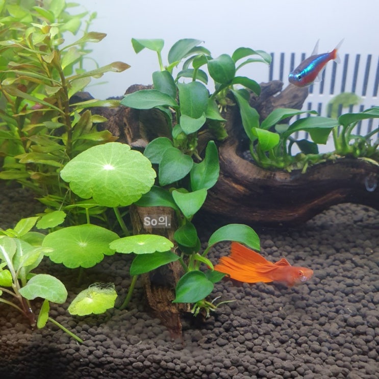  [일상]롯데마트 전세내기 &  알비노풀레드 물멍