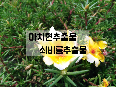 마치현추출물 (쇠비름추출물)