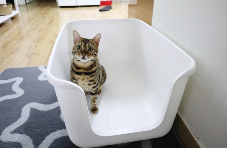 고양이 대형 화장실 :: 캣츠태그 묘래박스 내돈내산 후기