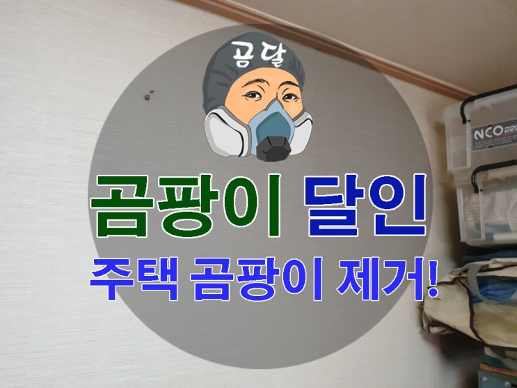  주택 곰팡이제거 제대로 해결하기!