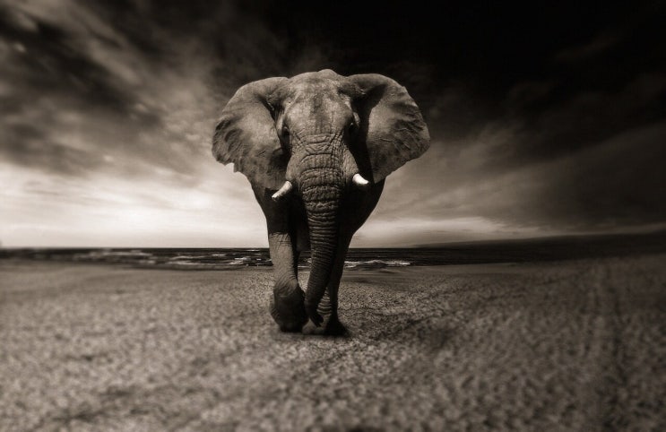 꿈속에 코끼리가 나오는 코끼리 꿈이란 무엇일까?