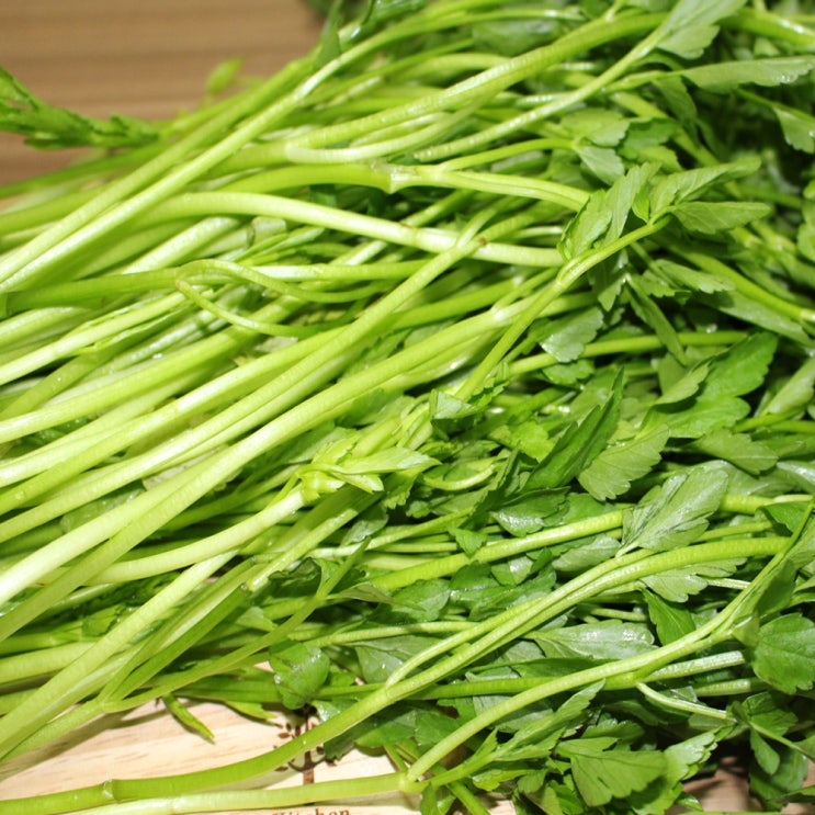 제철채소 청정지역 경북 청도 미나리 1kg, 1개 추천해요 제철채소 청정지역 경북 청도 미나리 1kg, 1개 추천해요
