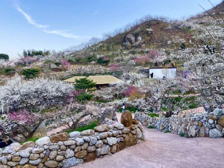  전남 3박4일 여행 #1. 순천 화월당, 광양 불고기 대중식당, 광양 매화마을, 여수 수산물특화시장, AG스파빌.