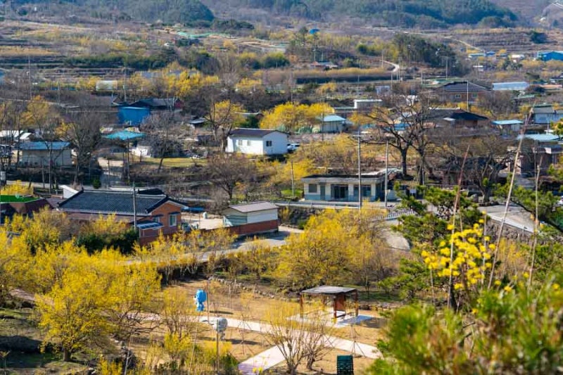 [전라남도 구례] 산수유마을 6