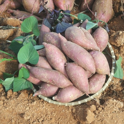 무안 황토 꿀고구마 토글토글(왕대) 10kg, 1box 추천해요 무안 황토 꿀고구마 토글토글(왕대) 10kg, 1box 추천해요