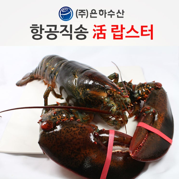 은하수산 살아있는 활 랍스타, 2. 활랍스타 700-900g, 900g 추천해요