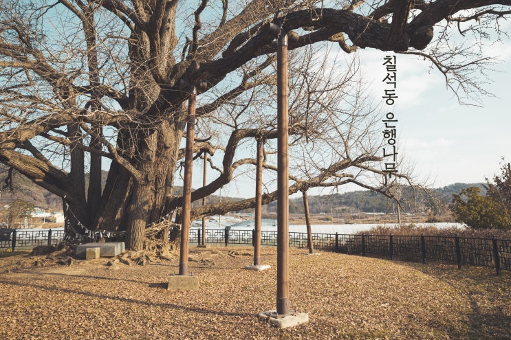  광주 칠석동 은행나무 (광주 가볼만한곳)
