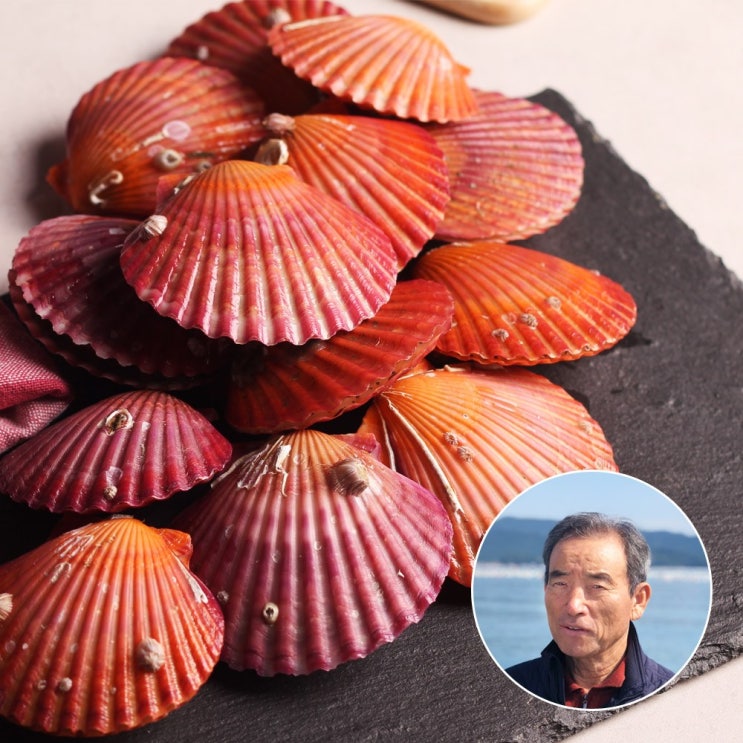 쫄깃쫄깃 오동통한 고성 홍가리비2kg(30-40미내외), 단품 추천해요 쫄깃쫄깃 오동통한 고성 홍가리비2kg(30-40미내외), 단품 추천해요