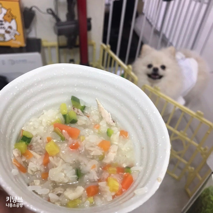 [강아지 닭죽] 강아지와 집사가 함께 먹는 보양식 찹쌀 닭죽
