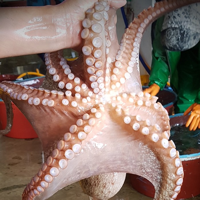 당일어획 완도 자연산 돌문어 대왕 1kg (2미), 단일상품 추천해요 당일어획 완도 자연산 돌문어 대왕 1kg (2미), 단일상품 추천해요