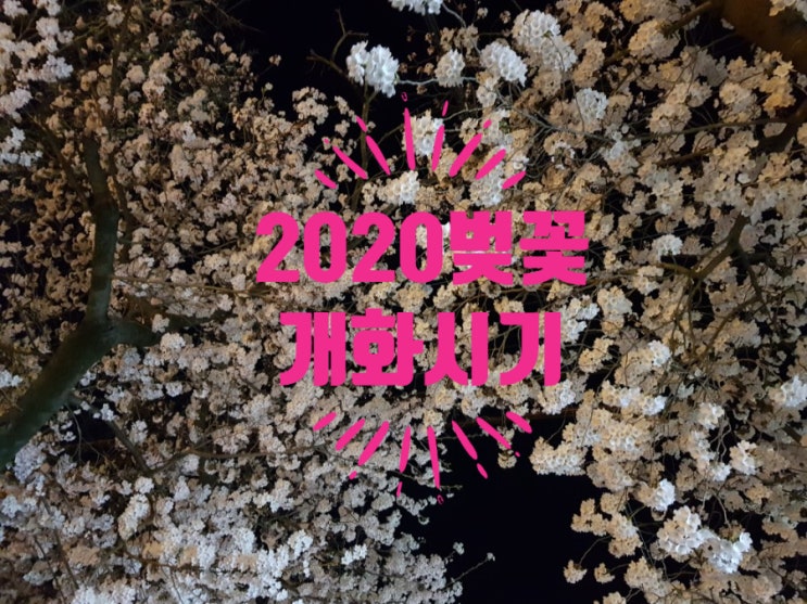  2020 벚꽃 개화시기/전북,전주 벚꽃