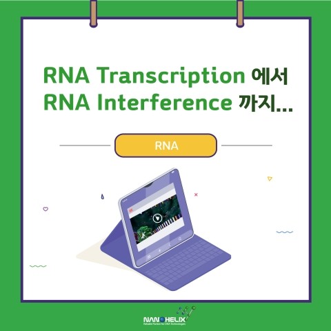  [진핵세포]RNA 생성(전사, Transcription)에서 부터 RNA interference까지...