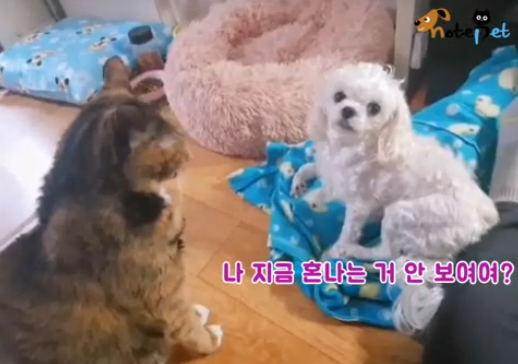  나 지금 혼나는거 안보여요?!ㅋㅋ 강아지가 사고 친 뒤 집사에 애교 부리자 폭풍 잔소리하는 고양이