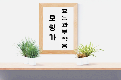  모링가 효능과 부작용
