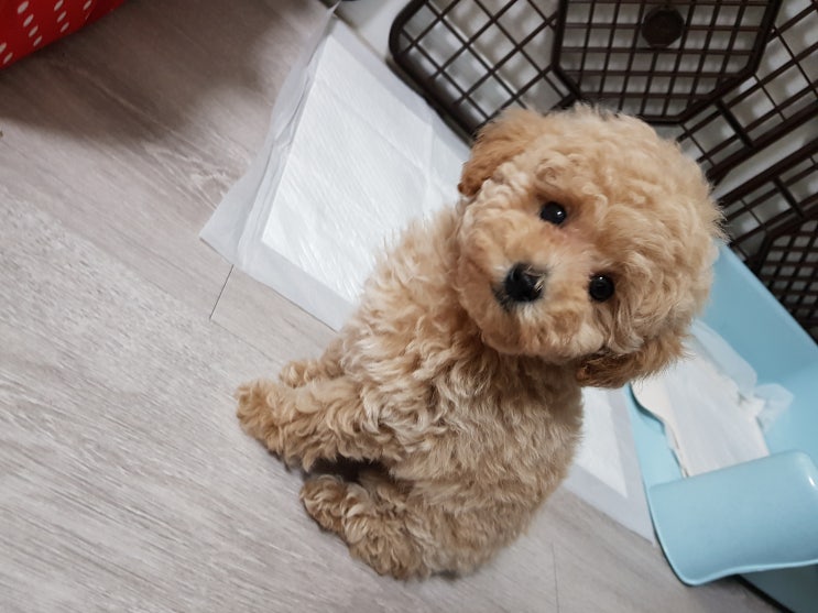  우리집 막둥이 :: 반려견 행복이를 소개해요 /반려견/ 반려동물/ 내편