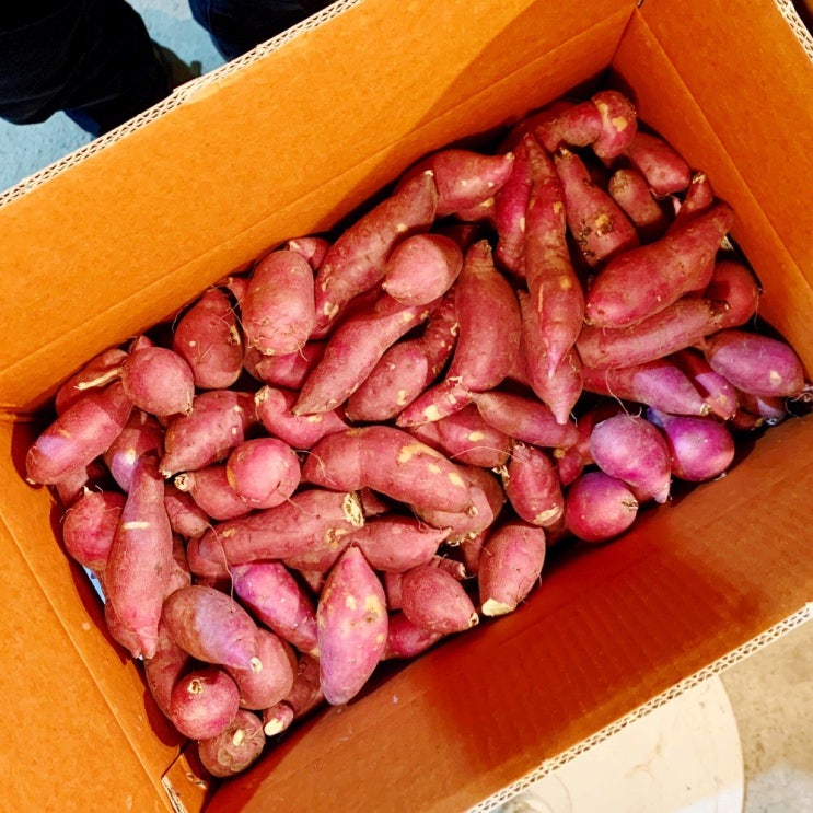 진품인증 받은 해남고구마, 1박스, 꿀고구마 10kg 한입(60g 이하) 추천해요