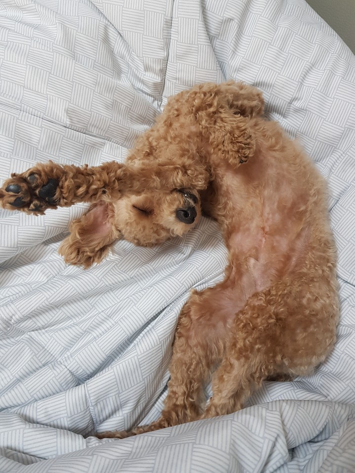 반려견: 행복이는 꿈꾸는중