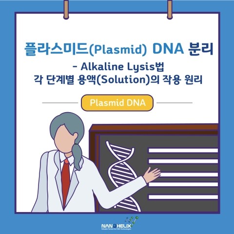 플라스미드(Plasmid) DNA의 분리(2) – Alkaline Lysis법, 각 단계별 용액(Solution)의 작용 원리