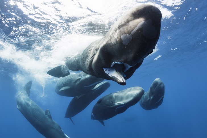 [향유고래] 대왕오징어를 사냥하는 심해의 포식자