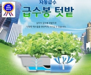  자동급수 화분 추천 입니다. 텃밭처럼 큰싸이즈, 지금이 딱 좋은 시기 입니다