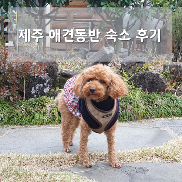  제주 애견동반 숙소 ) 반려견동반펜션 5군데 후기 및 추천