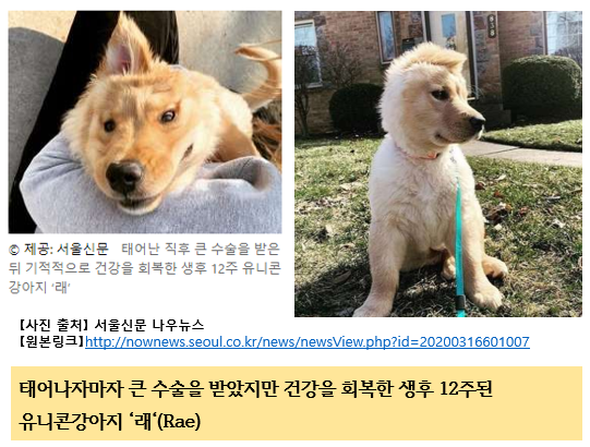  유니콘강아지 인기비결은 무엇일까요