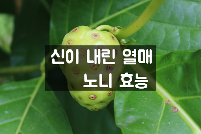  염증에 좋은 노니 효능, 부작용