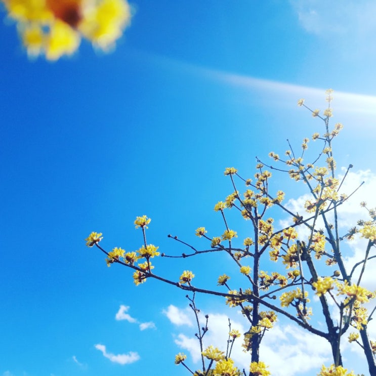 싹난감자심기ㅡ텃밭에서 통감자심기해봤어요^-^