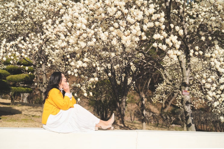  3월 경남 가볼만한곳: 창원 목련 군락지에서 인생샷 남겨보아요~