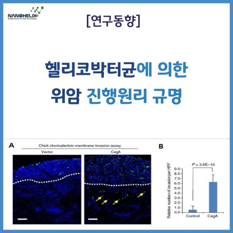  [연구동향] 헬리코박터균에 의한 위암 진행원리 규명