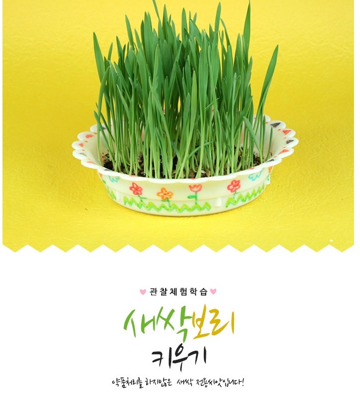 ts26002 새싹 보리 키우기(5set) ts26002 새싹 보리 키우기(5set)