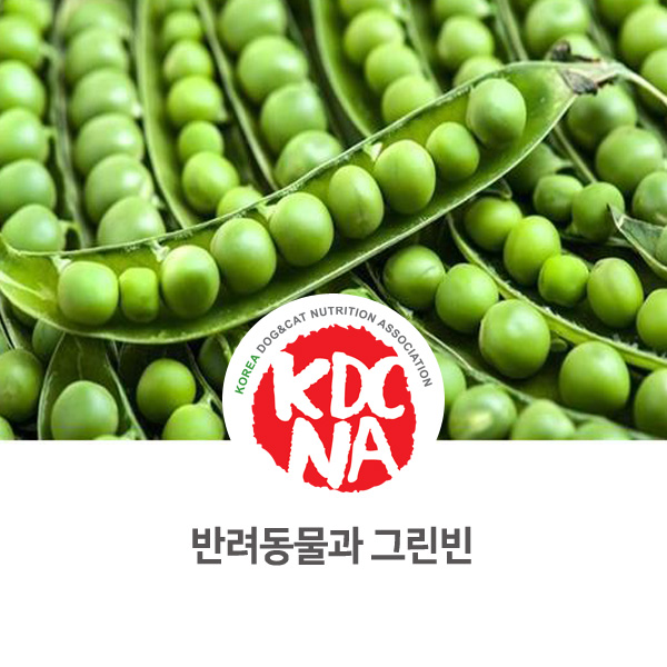  [강아지 고양이 음식 정보] 반려동물도 그린빈 먹을 수 있나요?_143