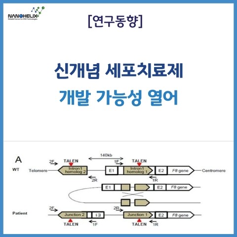 [연구동향] 신개념 세포치료제 개발 가능성 열어