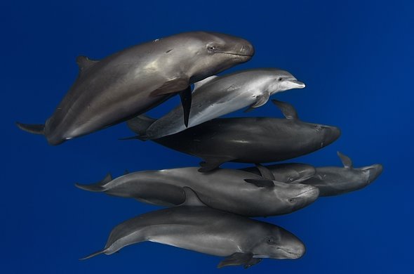 [범고래붙이] 가짜 범고래라고 불리는 동물