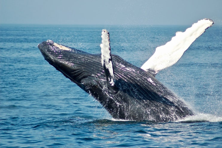 흰 긴수염 고래 세계에서 가장 큰 동물 대왕고래