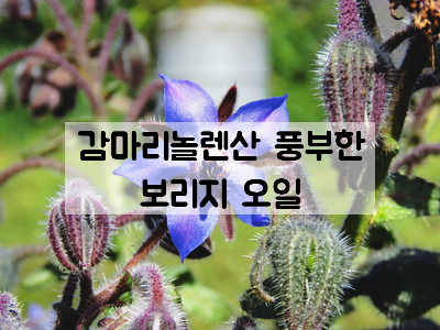  감마리놀렌산이 풍부한 보리지오일