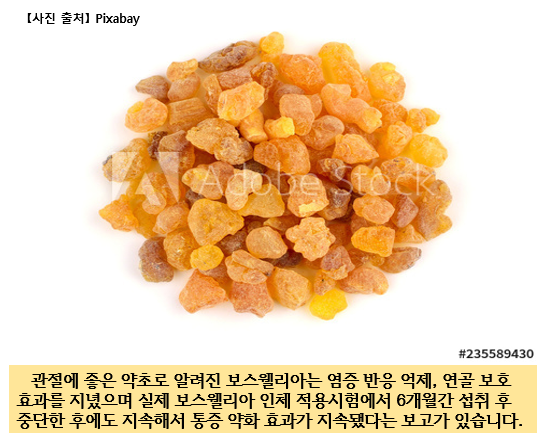  보스웰리아 효능 부작용 섭취방법까지 한눈에