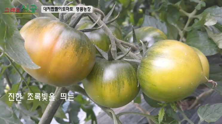 대저짭짤이토마토 언제가 제일 맛있을까요