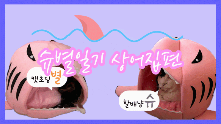  [슈별일기]할배냥과 캣초딩의 합사일기, 상어쿠션하우스편 / 집사님들 정보공유해요!