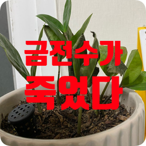  그 어렵다는 금전수 죽이기, 제가 해냅니다. 마지막은 해피엔딩!