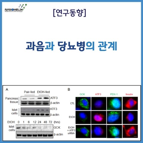  [연구동향] 과음과 당뇨병의 관계