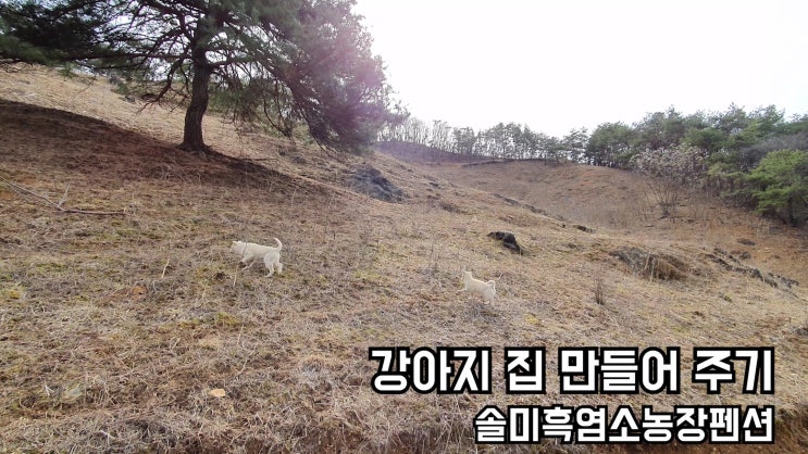 시골 강아지 울타리 메쉬휀스로 시공 만들어 주기