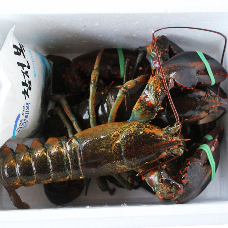  [핫딜세일] 최상급 활 랍스타 캐나다산항공직송 바닷가재 500g 1kg 1개 랍스터 700g×1마리800g×1마리 보고 결정하세요!!