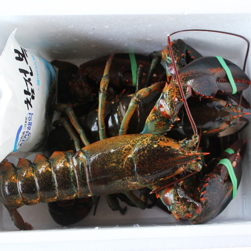 [핫딜세일] 최상급 활 랍스타 캐나다산항공직송 바닷가재 500g 1kg 1개 랍스터 700g×1마리800g×1마리 보고 ...