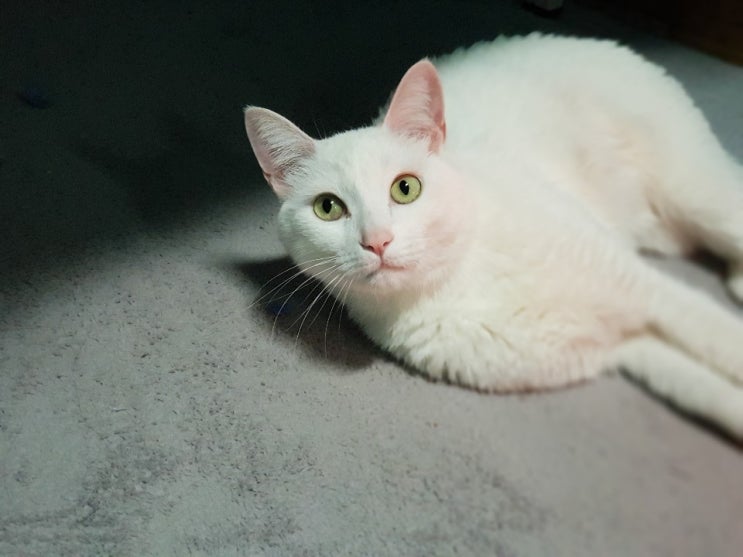  고양이 전용 가구 캣타워와 캣폴에 대해서!